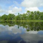 Suriname - Matapica kreek