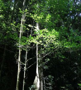 Brownsberg - Leoval -Zon belicht overzijde