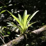 Brownsberg - Parasitaire plant