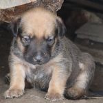 Puppie bruin van de kleine hond