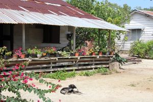 Plantage dorpje Alliance