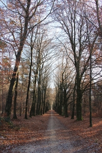 Nijmegen - Heumensoord - Bospad in de herfst