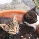 Samos - Manolates - Katjes