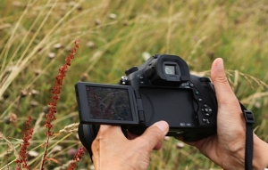 Foto en natuur workshop - zuring