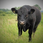 Foto en natuur workshop - galloway