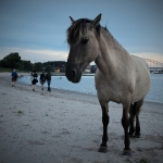 Koningspaard op het Waalstrand