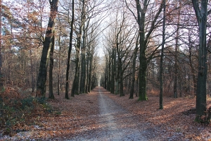 Nijmegen - Heumensoord - Bospad